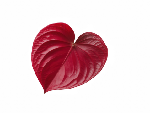 A red leaf with a heart shape. The leaf is on a white background