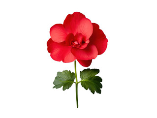 A red flower with green leaves. The flower is the main focus of the image. The flower is the most prominent feature of the image