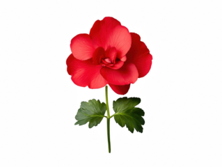 A red flower with green leaves. The flower is the main focus of the image. The flower is the most prominent feature of the image