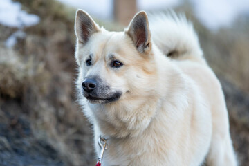 Islandhund - Icelandic Sheepdog