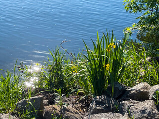 Gelbe Sumpf-Schwertlilie Iris pseudacorus wächst am Rhein Ufer