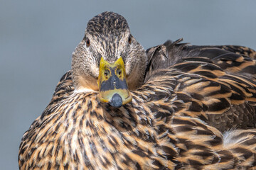 Closeup of a female mallard duck.