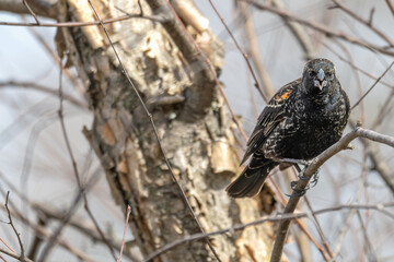 Red-winged blackbird caws at it perches on a branch.