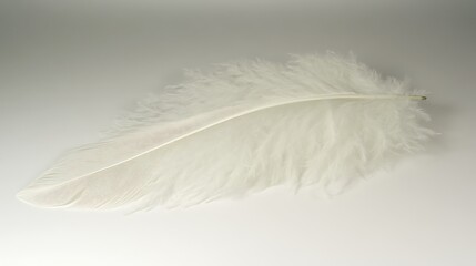 Obraz premium White Feather for Studio Shot, Soft Background.