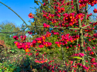 Pfaffenhütchen, Spindelstrauch, mit rot orange farbenen Blüten im Herbst
