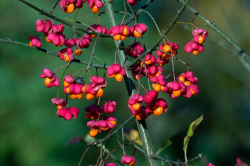 Blattwanze auf einer orange rot farbenen Pfaffenhütchen, Spindelstrauch Blüte