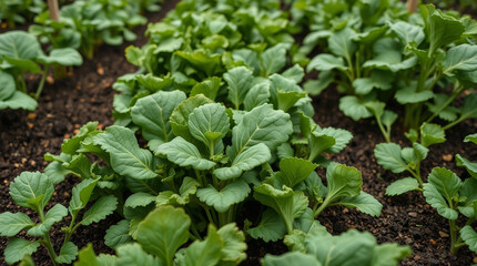 Fototapeta premium A high-resolution stock photo of a vegetable garden, featuring a distinct split tight close-up shot of growing vegetables, with detailed focus, divided sections, and bold areas in a commercial, profes