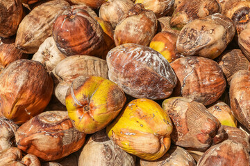 Close-Up of Sun-Kissed Dried Coconuts in a Tropical Setting