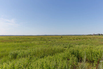 Landscape view of a field and blue sky