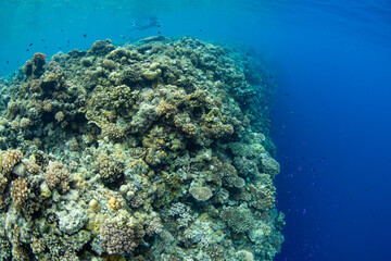 Fish and corals thrive along a dramatic coral reef drop off in Central Sulawesi. This area, near the Togian Islands, lies just below the equator and harbors extraordinary marine biodiversity.