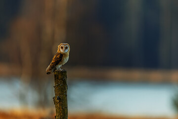 female barn owl (Tyto alba) sitting on the slopes in the morning sun