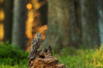 The long-eared owl (Asio otus) sitting on a stump in the woods