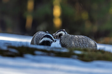 European badger (Meles meles) two fighting in the opposite light © michal