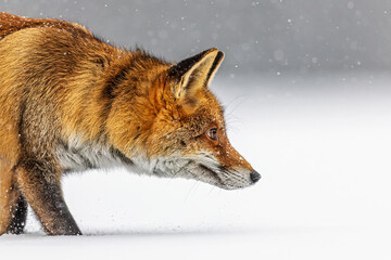 male red fox (Vulpes vulpes) detail on the snowy head
