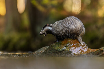 European badger (Meles meles) he's wet on a wet rock © michal