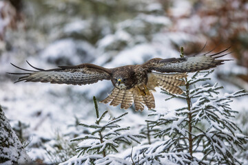common buzzard (Buteo buteo) above the snow-covered spruces
