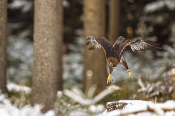 male golden eagle (Aquila chrysaetos) above the snow-covered spruces