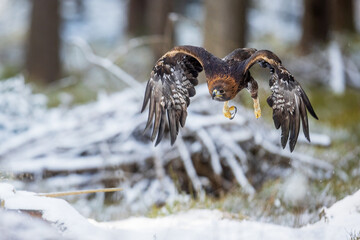 male golden eagle (Aquila chrysaetos) flight in the winter forest