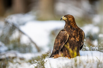 male golden eagle (Aquila chrysaetos) portrait in winter forest