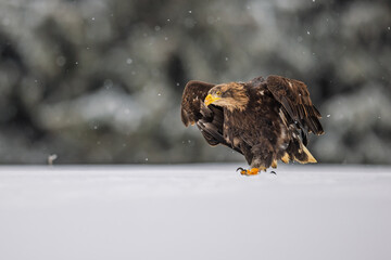 White-tailed eagle (Haliaeetus albicilla) running through the snow to take off