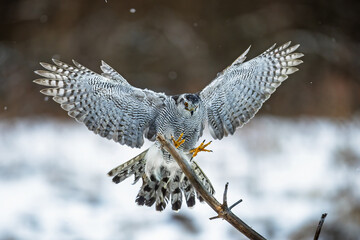 female The northern (goshawk Accipiter) is sitting on a stick