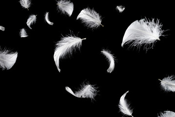 White feather isolated on a black background.