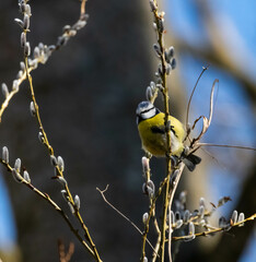 Blue Tit (Cyanistes caeruleus) Among Spring Blossoms – Birdwatching Photography, Easter