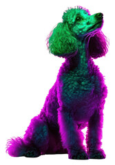 PNG Poodle Neon rim light portrait neon dog.