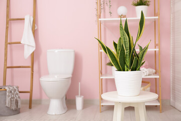 Interior of stylish bathroom with houseplant and ceramic toilet bowl near pink wall