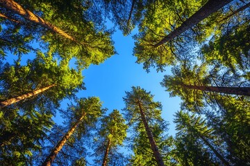 Fototapeta premium The photograph displays the majestic grace and stillness of a rich spruce forest with towering trees and clear sky contrast, seen from under. 