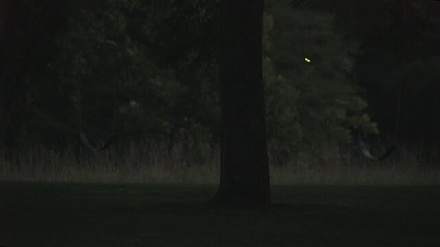Fireflies, or lightning bugs, illuminate around 2 children's swings hanging on a tree.