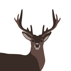 deer vector illustration
