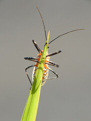 Assassin Bug Reduviidae is hiding behind the leaf