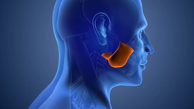Animation of the masseter muscle pain