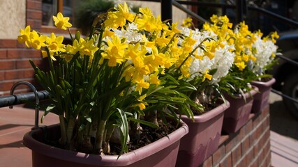 Bright yellow daffodils and white hyacinths bloom profusely in flowerpots on a city street. Decoration of urban space, modern landscape design