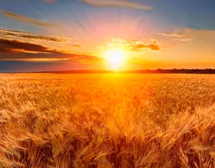 Fototapeten Paisaje de un cultivo de trigo dorado por el sol. © JOSE GAITAN