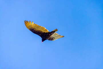 The turkey vulture (Cathartes aura) in flight
