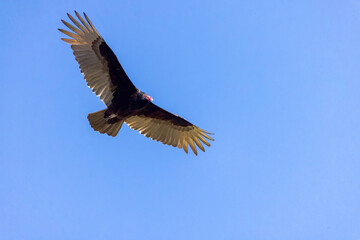 The turkey vulture (Cathartes aura) in flight