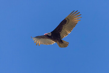 Fototapeta premium The turkey vulture (Cathartes aura) in flight