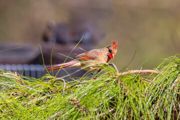 The Northern Cardinal (Cardinalis cardinalis) male on the garden