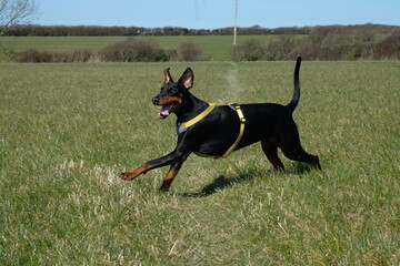 Female Doberman 7 years old exercising in a field Padstow Cornwall
