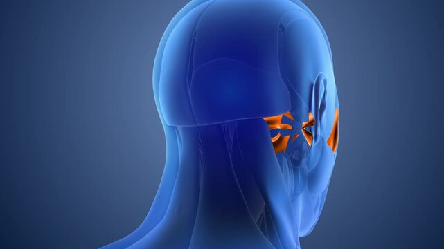 Animation of the orbicularis oculi muscle pain
