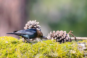 The brown-headed cowbird (Molothrus ater). The brown-headed cowbird is an obligate brood parasite; it lays its eggs in the nests of other small passerines , particularly those that build cup-like nest
