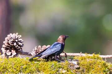 Fototapete bei efototapeten.de bestellen   