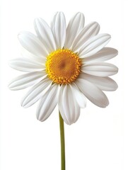 Fototapeta premium A detailed close up image of a beautiful daisy flower