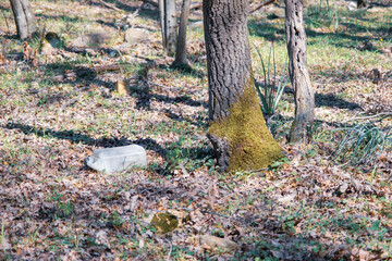 Plastic Bin Lost in Serene Wilderness