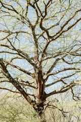 Fototapeta premium Blossoms Whispering Secrets to Spring