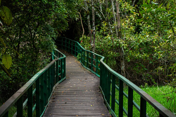 Obraz premium Wooden boardwalk winds through vibrant green foliage, showcasing natural beauty and serenity.