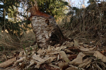 Fototapeta premium animal, beaver bite, bitten by beavers, branch, castor, damage, destruction, environment, forest, landscape, log, mammal, natural, nature, outdoors, plant, river, stump, teeth, tree, tree stump, trunk