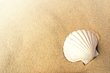 Big natural seashell on the summer beach in golden sand. Sandy background.